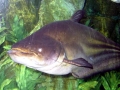Mekong Giant Catfish