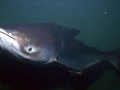 Mekong Giant Catfish