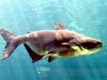 Mekong Giant Catfish