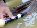 Mekong Giant Catfish