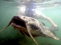 Mekong Giant Catfish