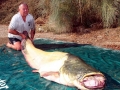 Mekong Giant Catfish