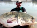 Mekong Giant Catfish