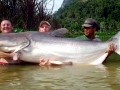 Mekong Giant Catfish