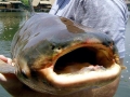 Mekong Giant Catfish