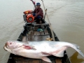 Mekong Giant Catfish