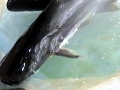 Mekong Giant Catfish