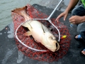 Mekong Giant Catfish