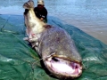 Mekong Giant Catfish