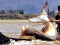 Mekong Giant Catfish