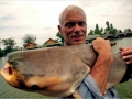 Mekong Giant Catfish