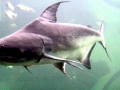 Mekong Giant Catfish