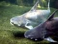 Mekong Giant Catfish