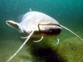 Mekong Giant Catfish