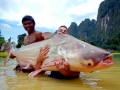 Mekong Giant Catfish