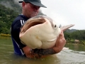 Mekong Giant Catfish