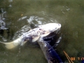 Mekong Giant Catfish