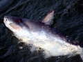 Mekong Giant Catfish
