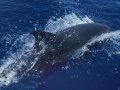 Melon-headed Whale