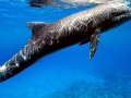 Melon-headed Whale