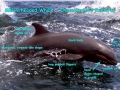 Melon-headed Whale