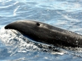 Melon-headed Whale