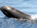 Melon-headed Whale