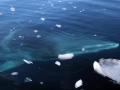 Minke Whale