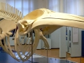 Minke Whale