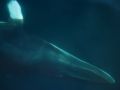 Minke Whale