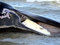 Minke Whale