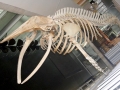 Minke Whale