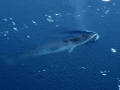 Minke Whale