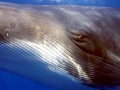 Minke Whale