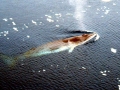 Minke Whale