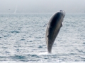 Minke Whale