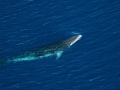 Minke Whale
