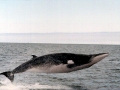 Minke Whale