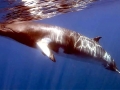 Minke Whale