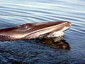 Minke Whale