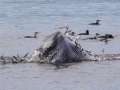Minke Whale