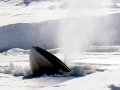 Minke Whale
