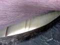 Minke Whale