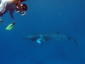 Minke Whale