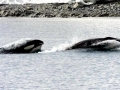 Minke Whale