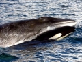 Minke Whale