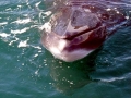 Minke Whale