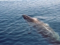 Minke Whale