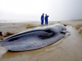 Minke Whale