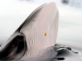 Minke Whale